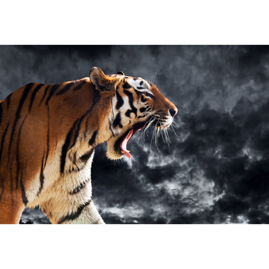 Papermoon Fototapete »Brüllender wilder Tiger«