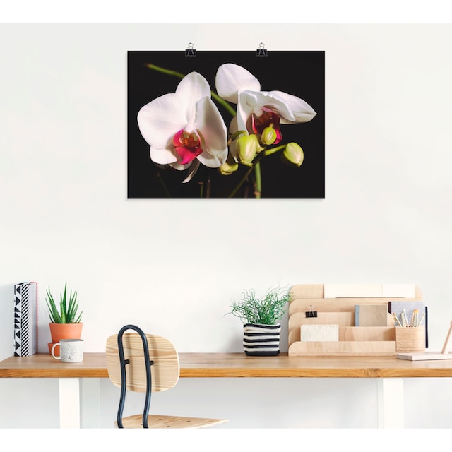(1 versch. Poster »weiße Leinwandbild, St.), Raten Blumen, Größen Wandaufkleber Wandbild Orchidee«, als oder auf kaufen in Artland