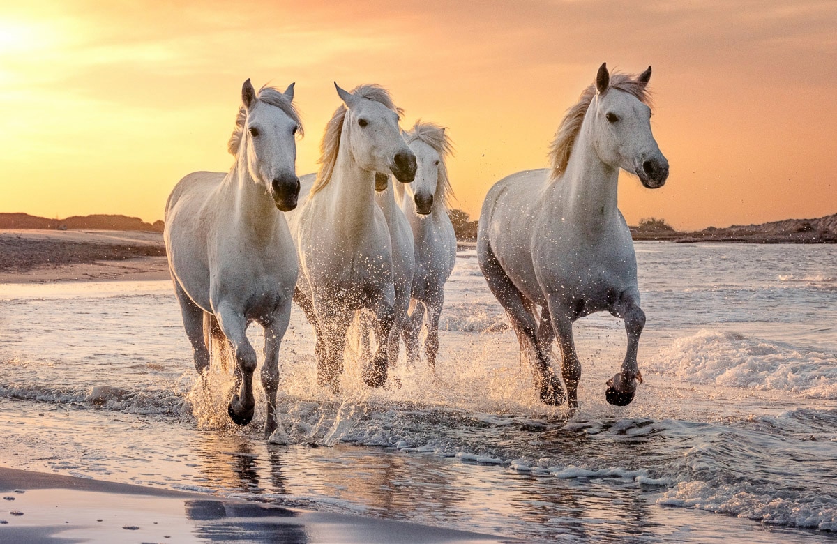 Papermoon Fototapete »PFERDE-CAMARGUE GALLOP STRAND MEER TIERE KÜSTE PROVENCE«,... kaufen