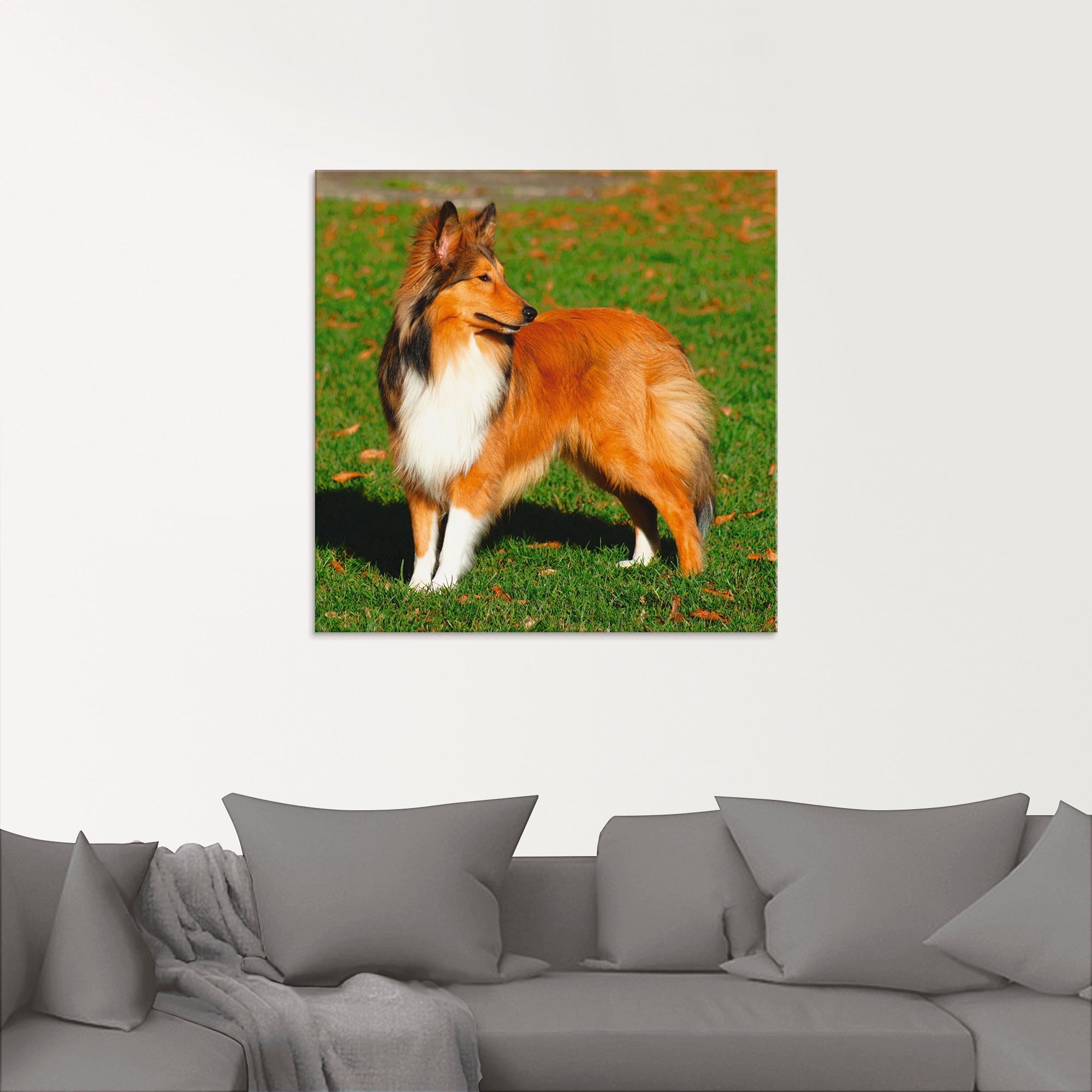 Artland Glasbild »Amerikanischer Collie«, Haustiere, (1 St.), in verschiedenen Größen