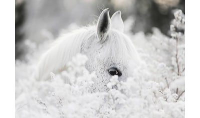 Consalnet Vliestapete »Weißes Pferd im Schnee«, Motiv kaufen