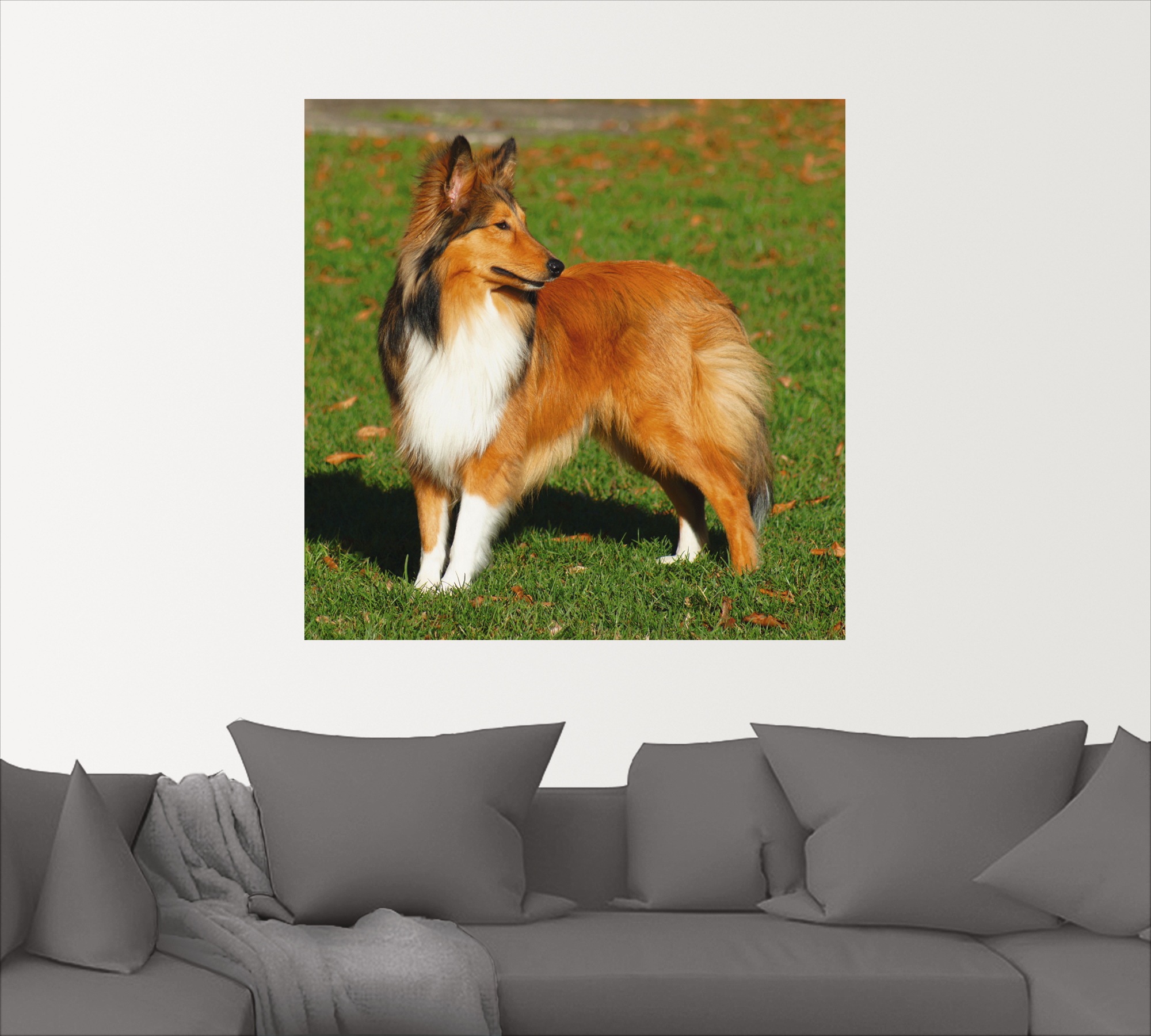 Artland Wandbild »Amerikanischer Collie«, Haustiere, (1 St.), als Alubild, Leinwandbild, Wandaufkleber oder Poster in versch. Größen