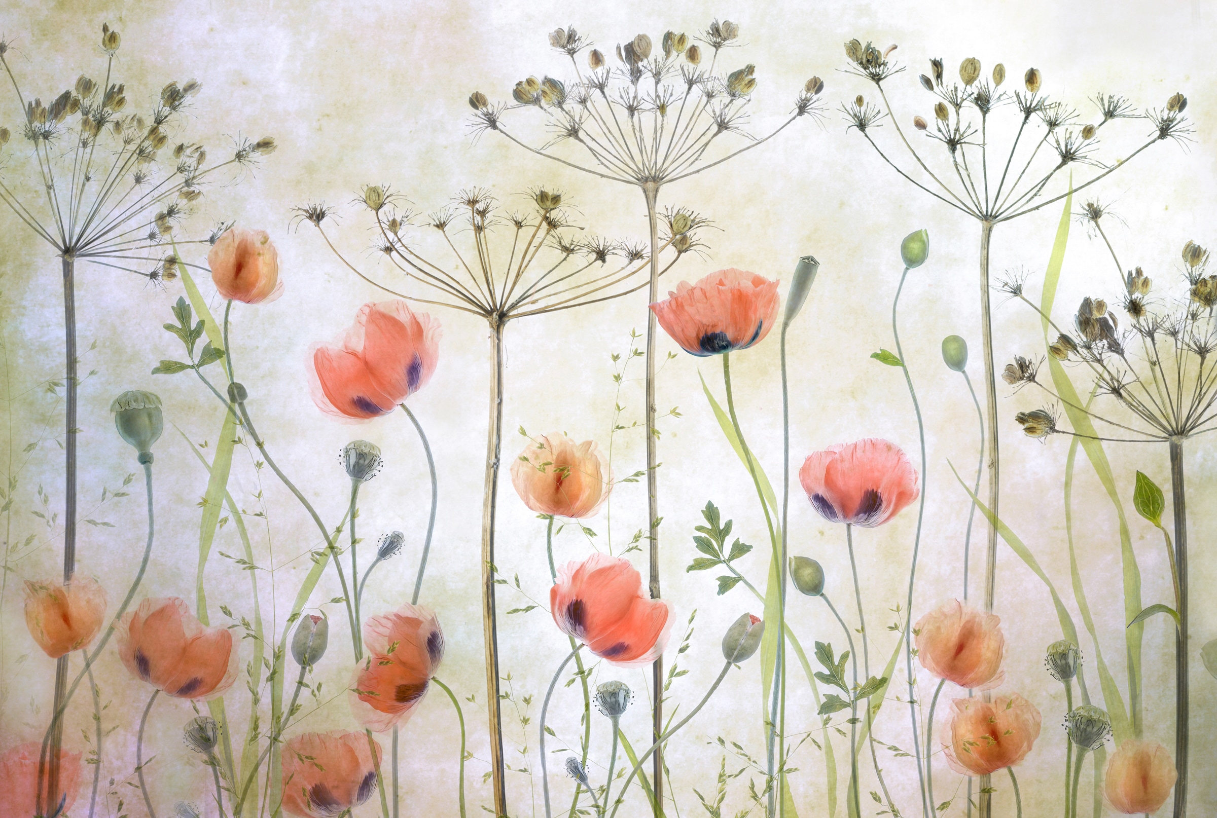 Papermoon Fototapete »Photo-Art  MANDY DISHER, MOHNWIESE«