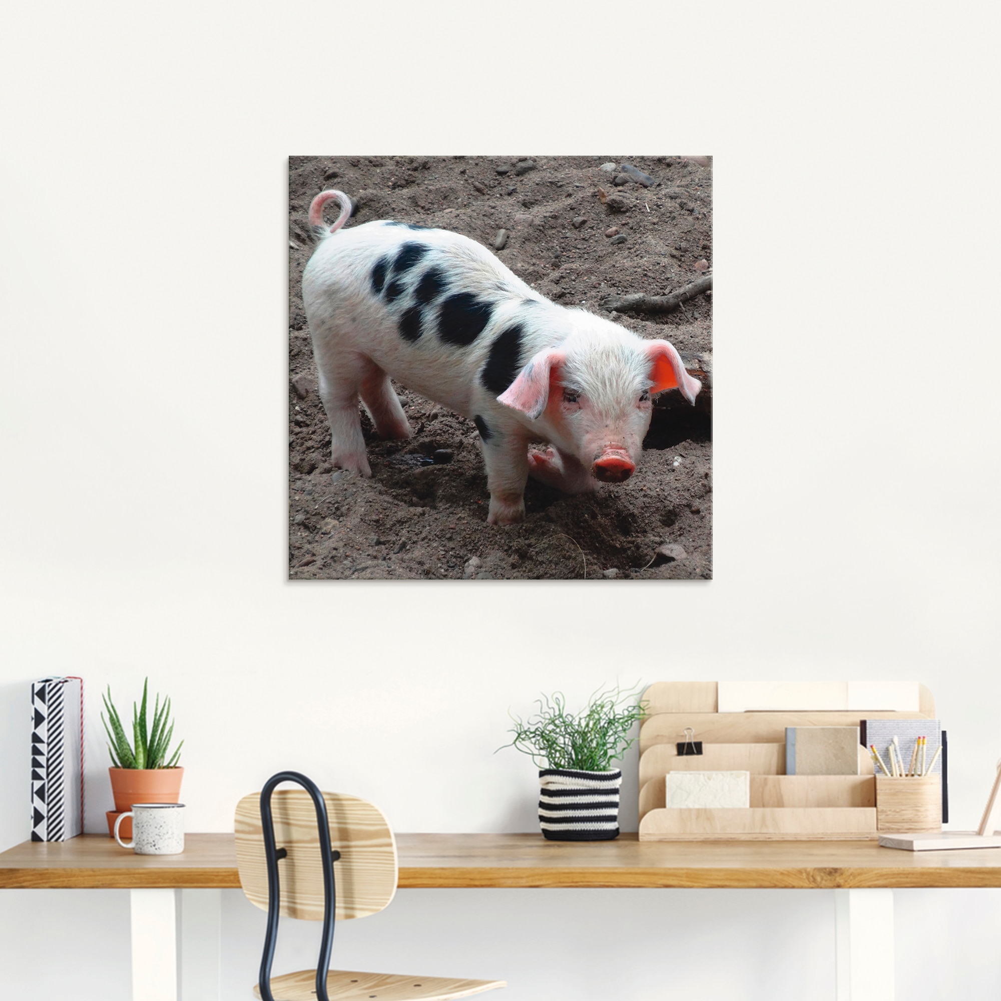 Artland Glasbild »Niedliches Ferkel«, Haustiere, (1 St.), in verschiedenen Größen