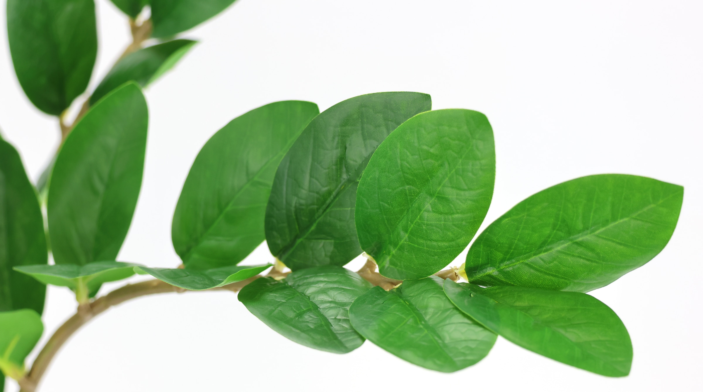 I.GE.A. Kunstblume »Kunstpflanze Zamioculcas im Topf« Künstliche Pflanze Tropenwurz Glücksfeder Grünpflanze Dekopflanze