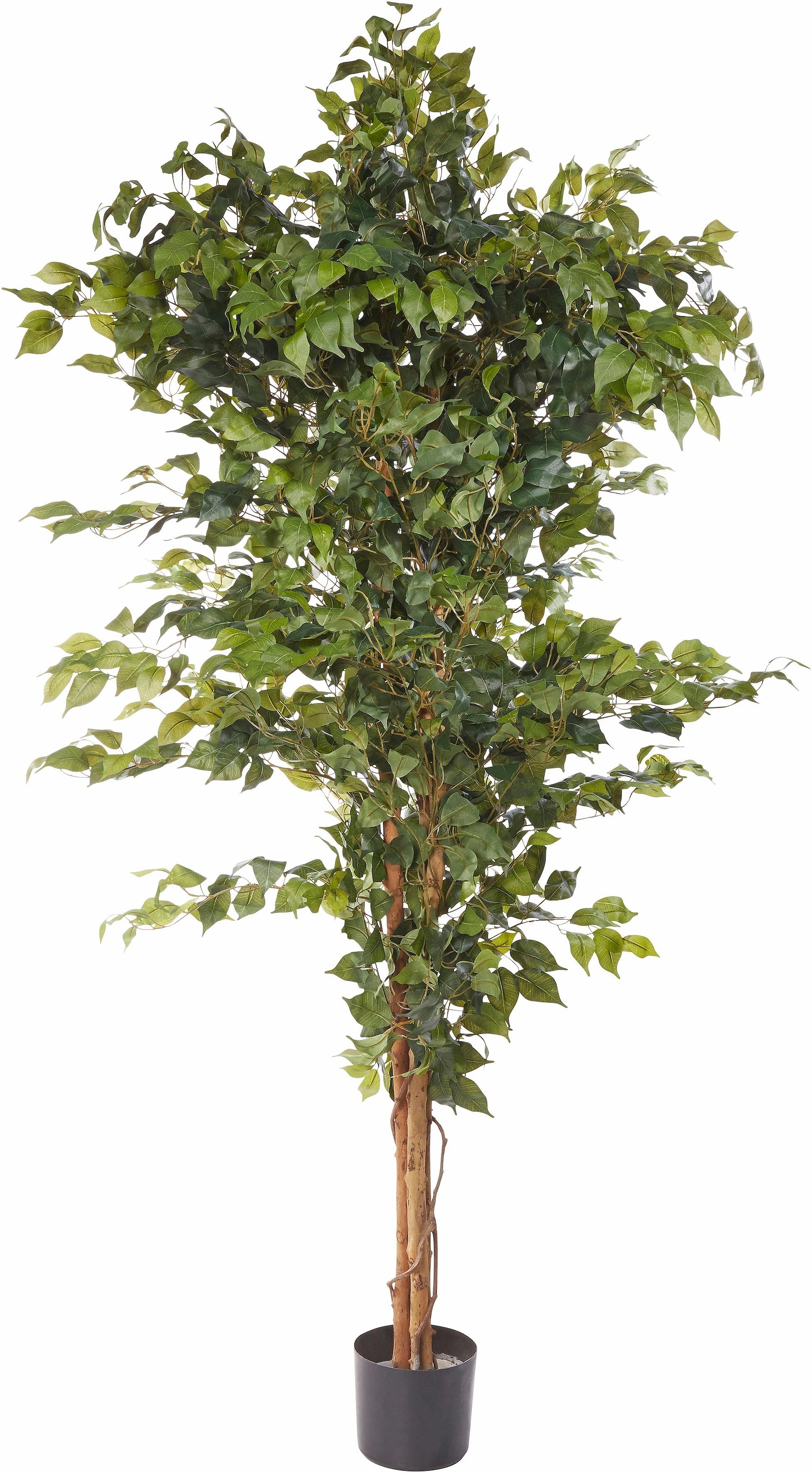 Creativ green Kunstpflanze »Ficus Benjamini« online XXL kaufen Jahren Garantie mit 3 