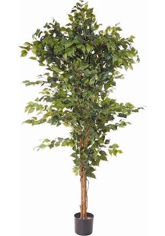Creativ green Kunstpflanze »Ficus Benjamini«, (1 St.) kaufen