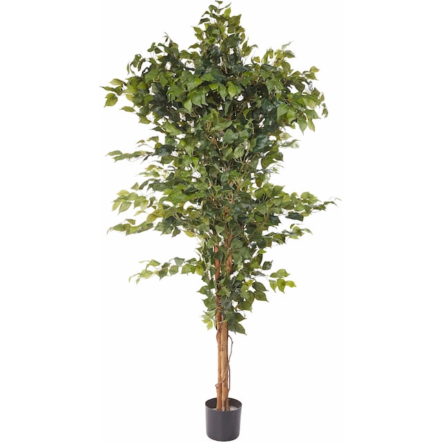 green Kunstpflanze Benjamini« Creativ mit 3 Jahren »Ficus Garantie kaufen XXL online |