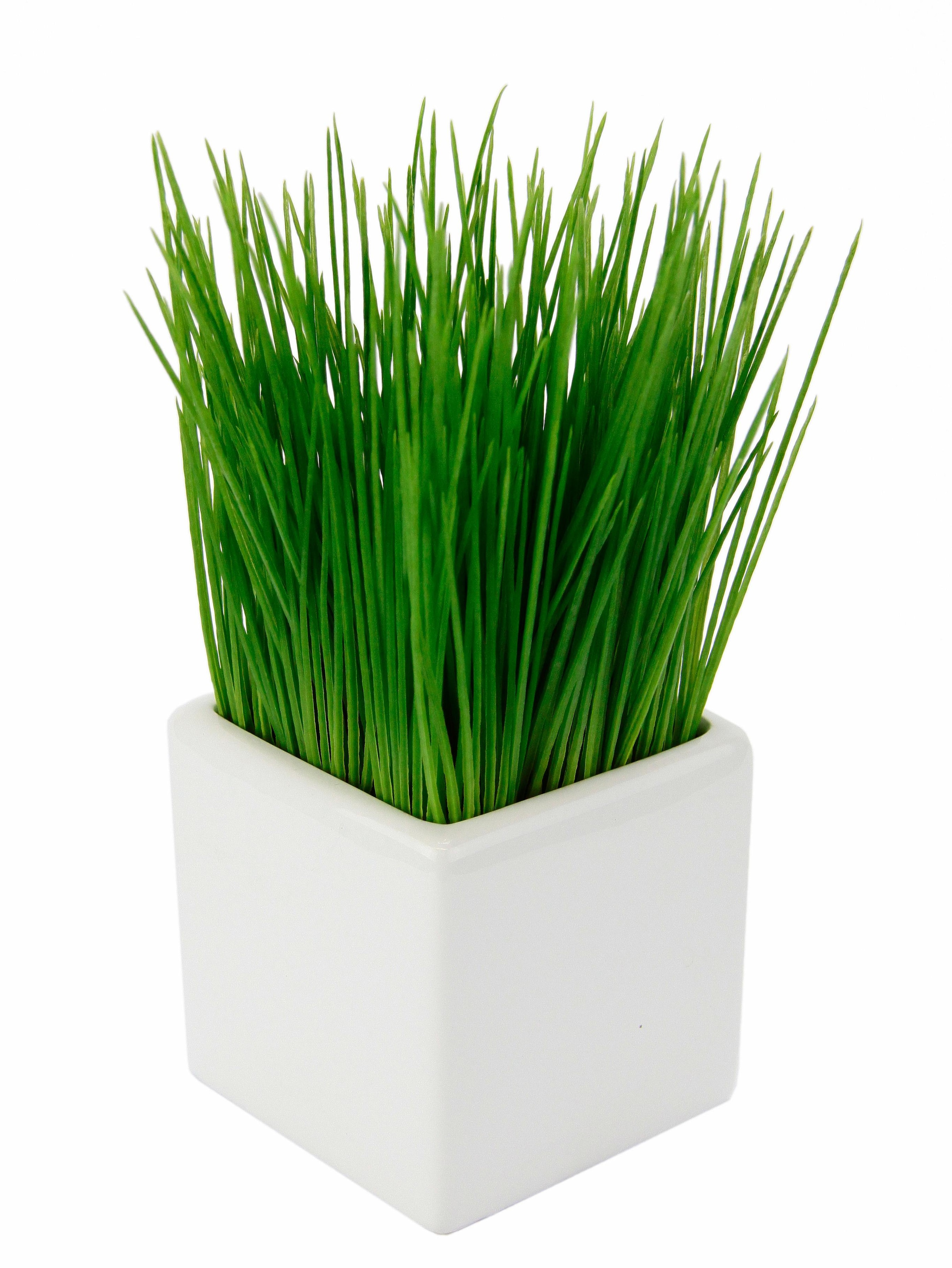 Jahren XXL kaufen mit Kunstpflanze »Gras« Garantie 3 I.GE.A. | online