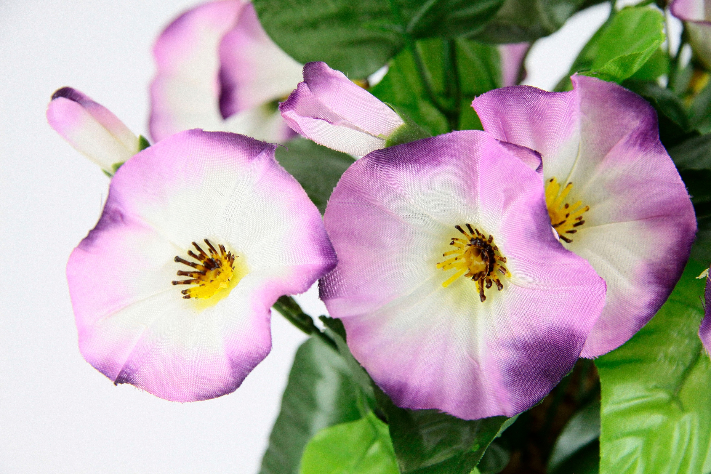 Topf, Deko Kunstblume auf I.GE.A. klein Zierpflanze Im Glockenblume Set 2er kaufen Raten »Petunien«, Petunien Blumen