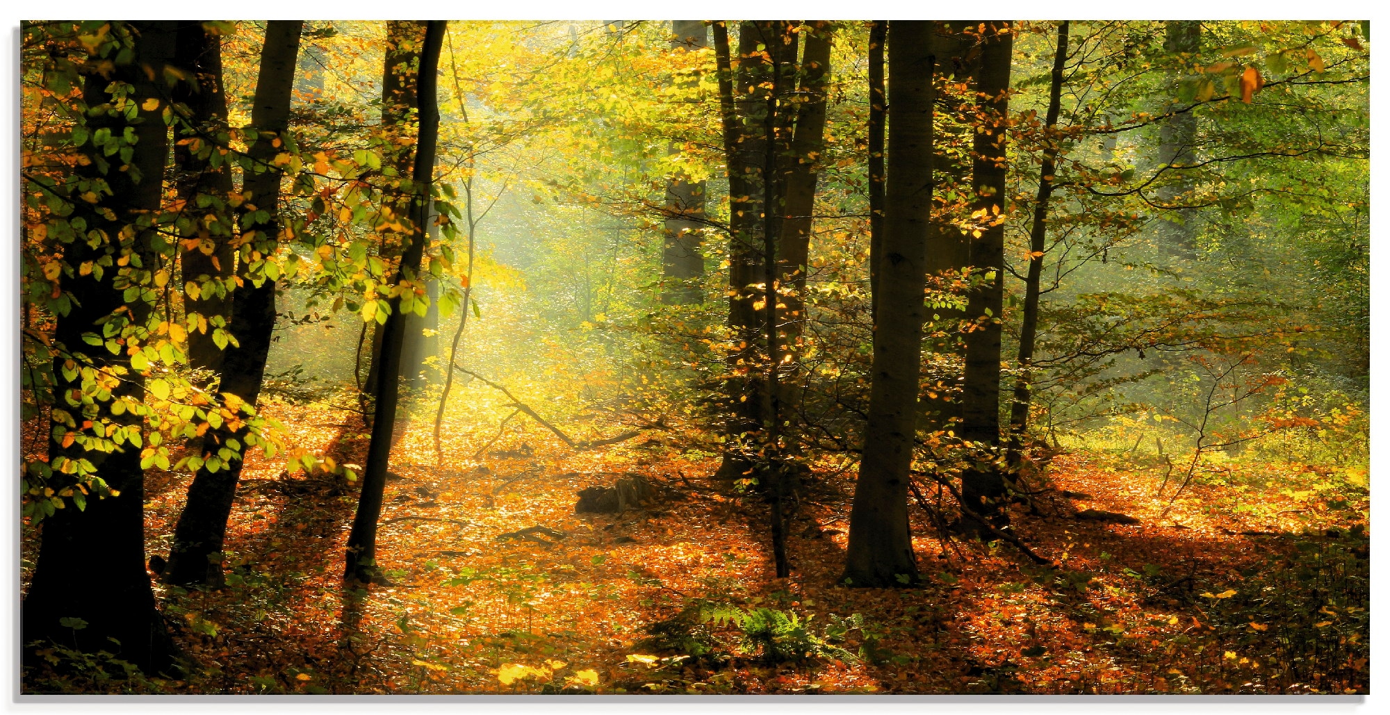 Glasbild »Herbstlicht im Wald«, Wald, (1 St.), in verschiedenen Größen