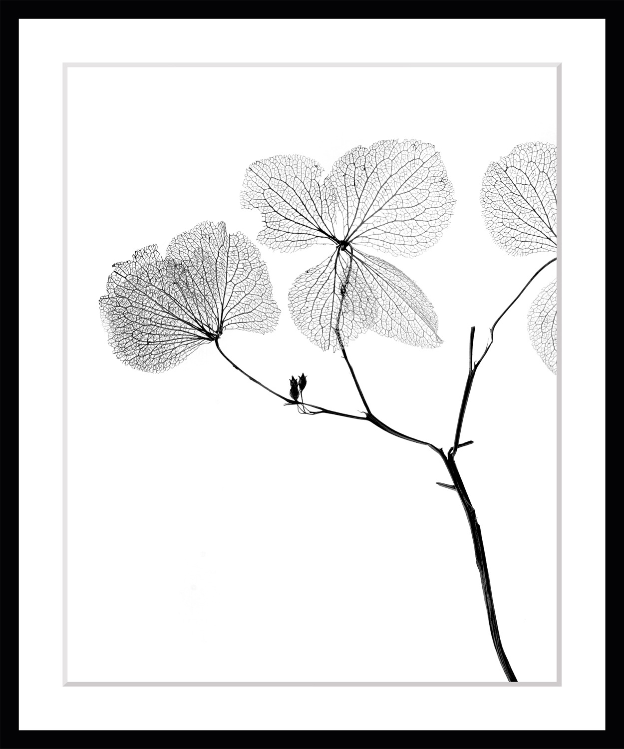queence Bild »Kaja«, Blumen, Blumen, gerahmt
