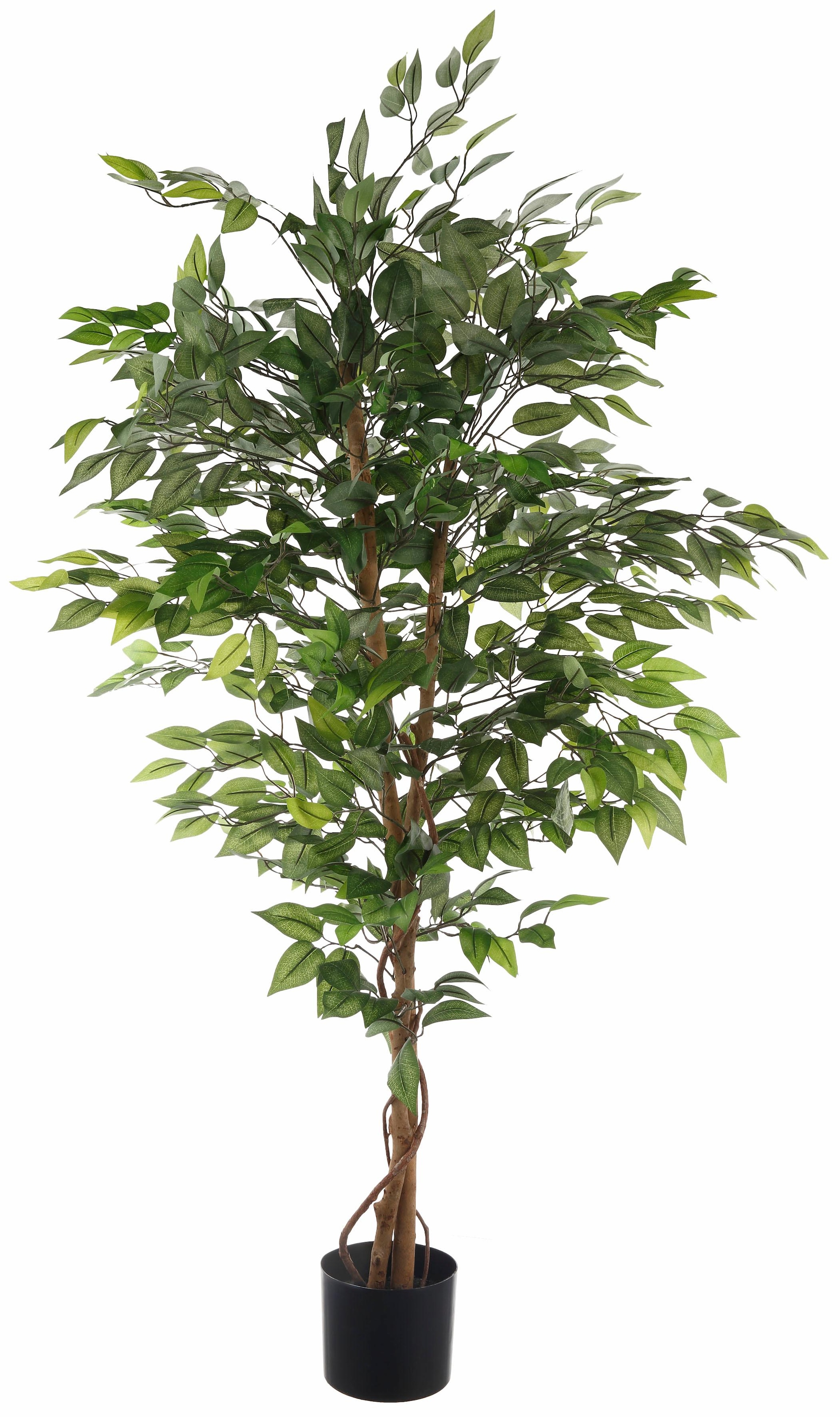 Creativ green Kunstpflanze »Ficus Benjamini« online kaufen | mit 3 Jahren  XXL Garantie