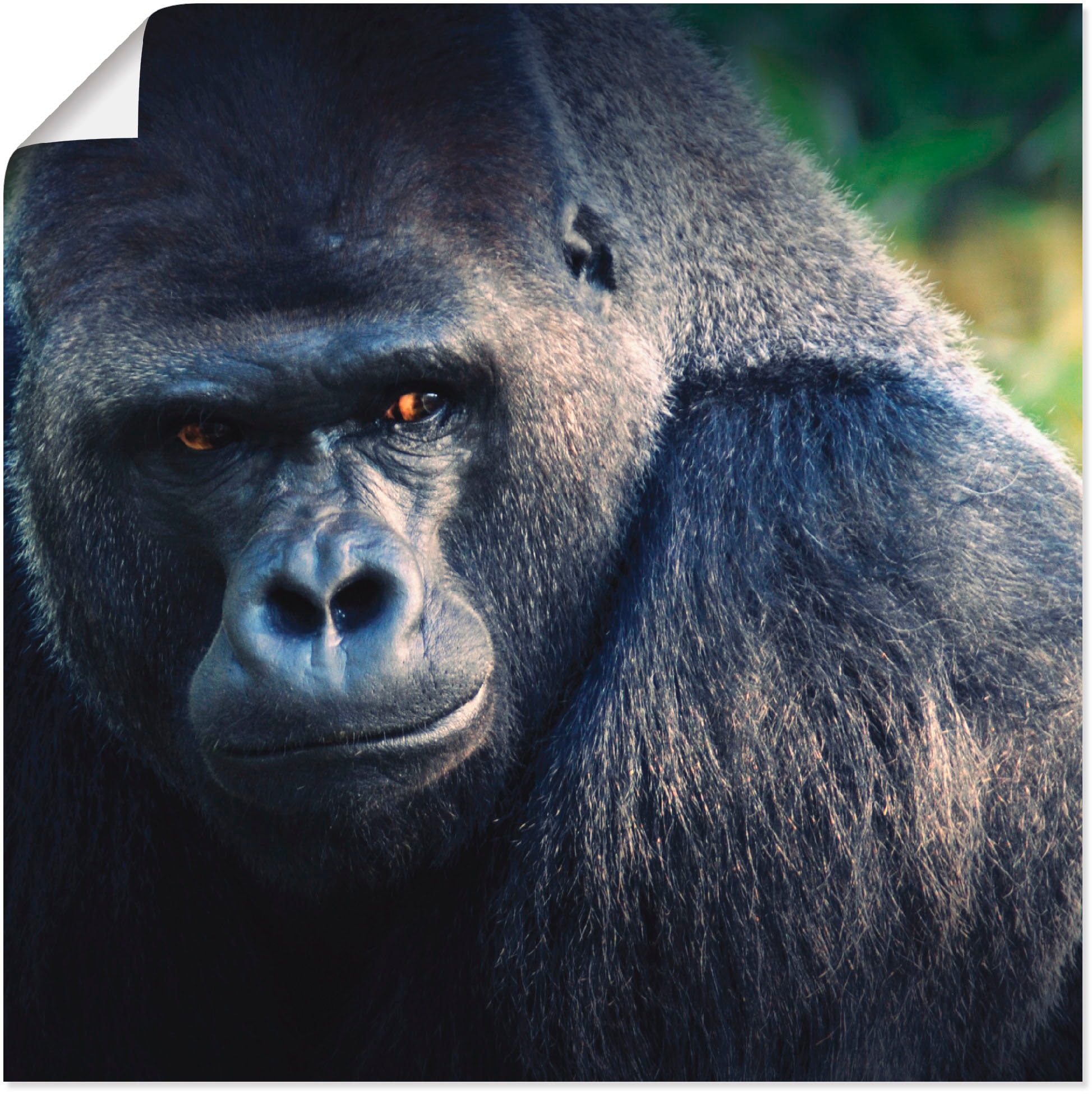 Poster »Gorilla«, Wildtiere, (1 St.), als Leinwandbild, Wandaufkleber oder Poster in...