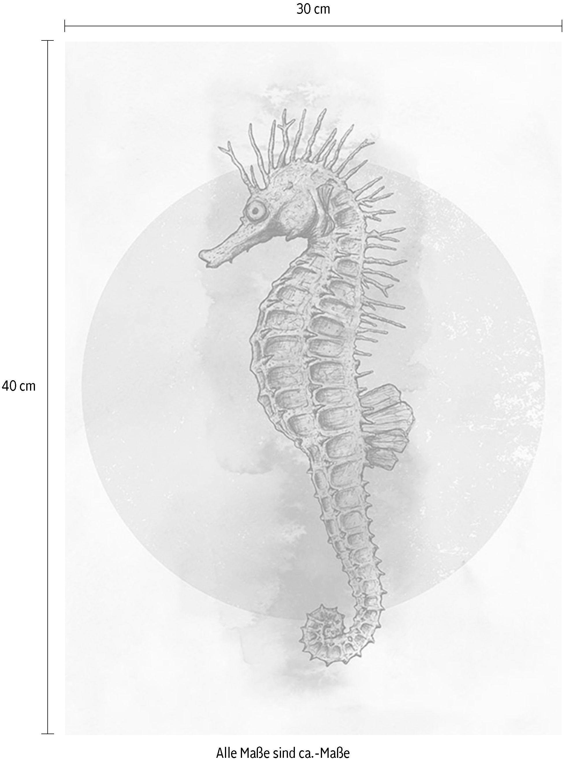 Komar Bild »Sea Horse Circle« Tiere 1 Stk. tlg. Wandbild zur Dekoration - ohne Rahmen