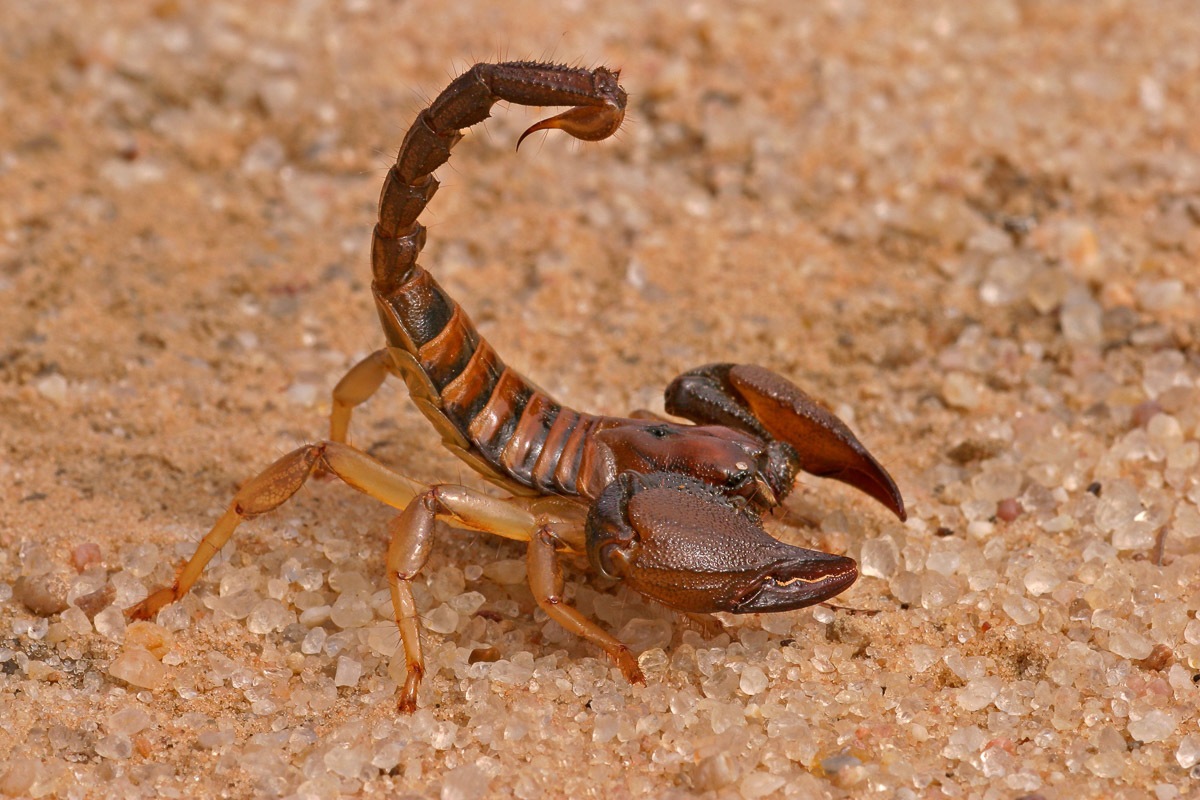 Fototapete »Aggressiver Skorpion«