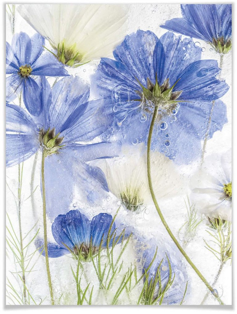 (1 Wall-Art St.), Glas«, Rechnung »Mohnblumen auf ohne bestellen Blumen, im Bilderrahmen Poster Poster