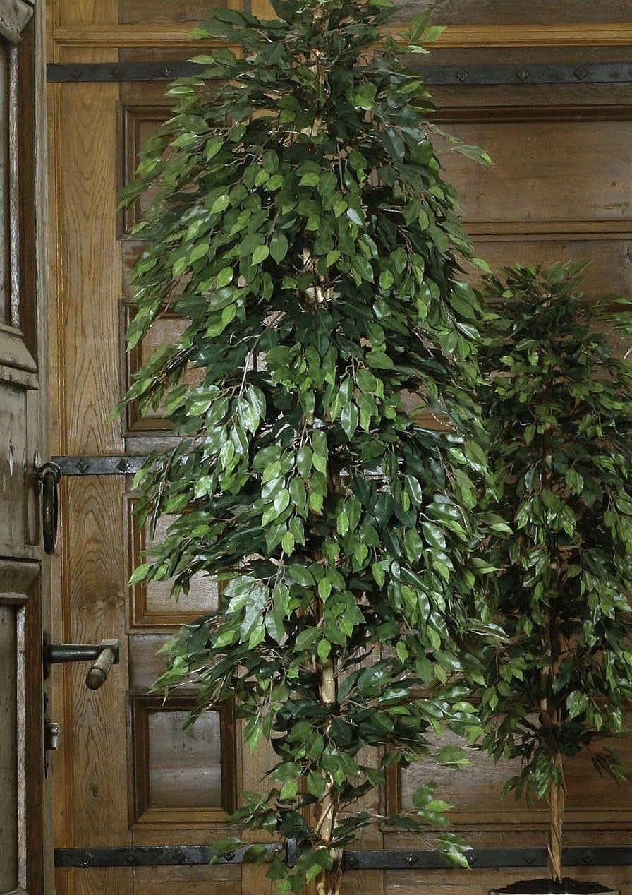 Creativ green Kunstpflanze mit online »Ficus Jahren XXL Garantie Benjamini« 3 kaufen 