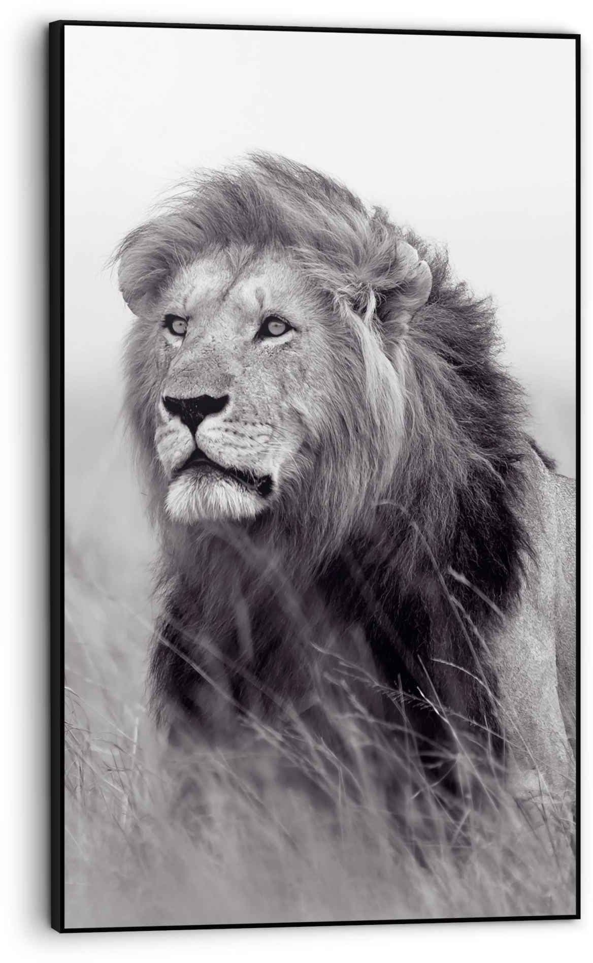 Reinders! Bild »Gerahmtes Bild Löwe auf der Savanne König«, Löwen, (1 St.)  auf Rechnung bestellen