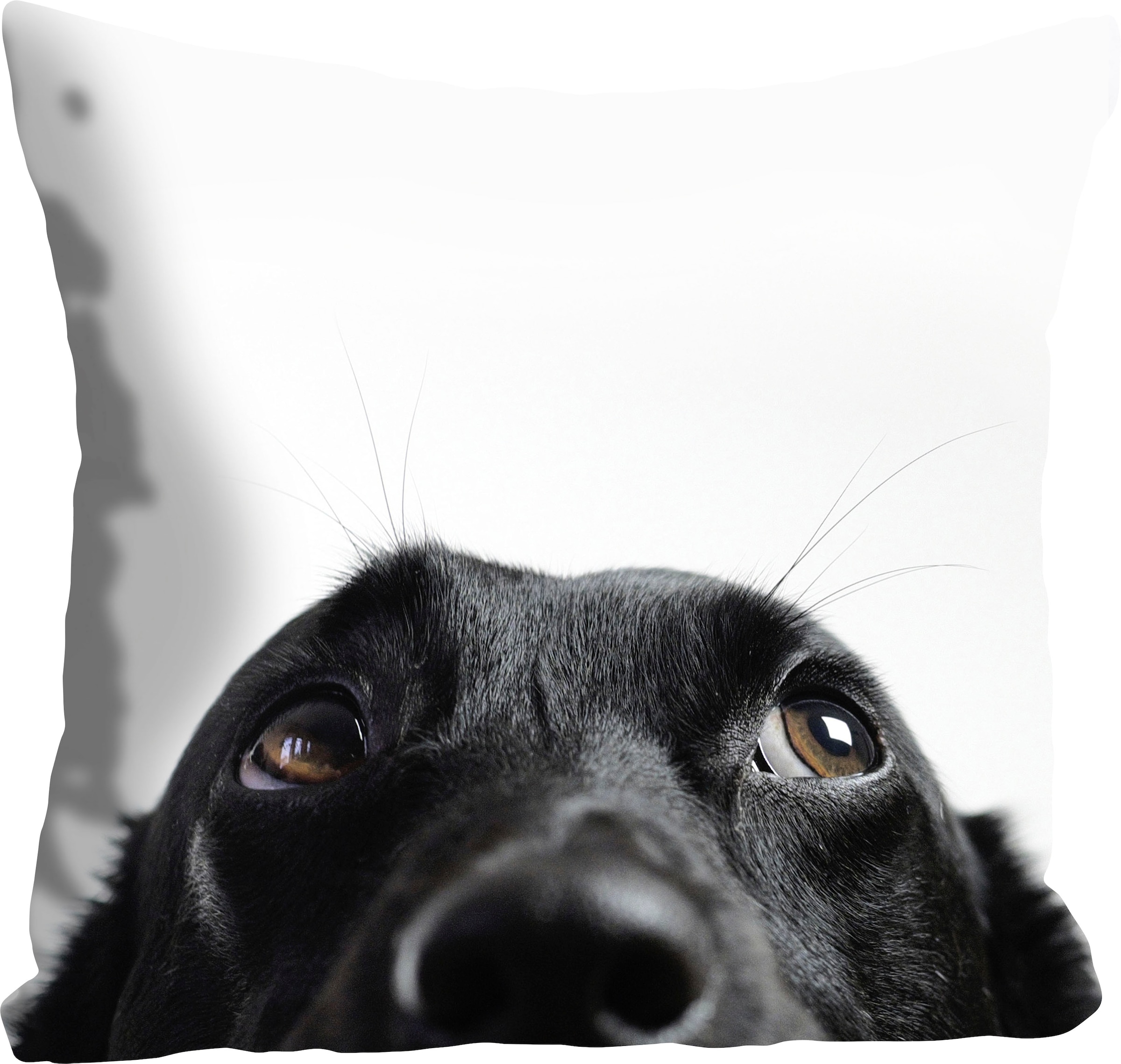queence Dekokissen »Labby«, mit einem neugierigen Labrador