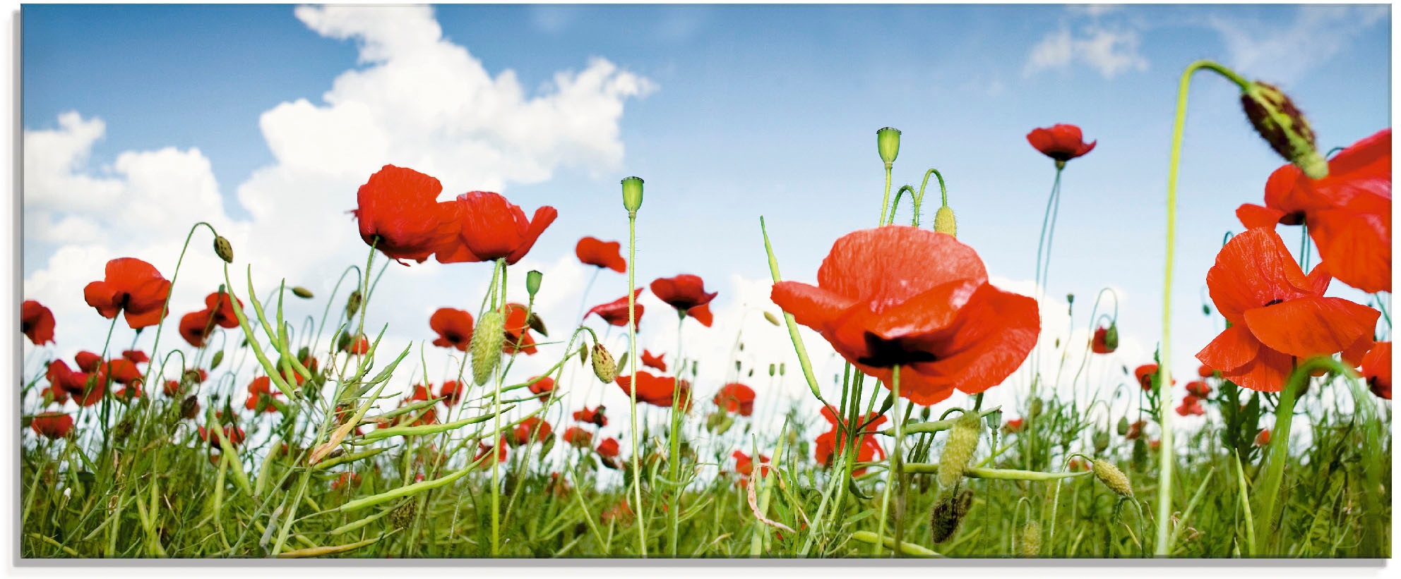 Artland Glasbild »Feld mit Mohnblumen unter Himmel«, Blumenwiese, (1 St.),  in verschiedenen Größen auf Raten kaufen | Poster
