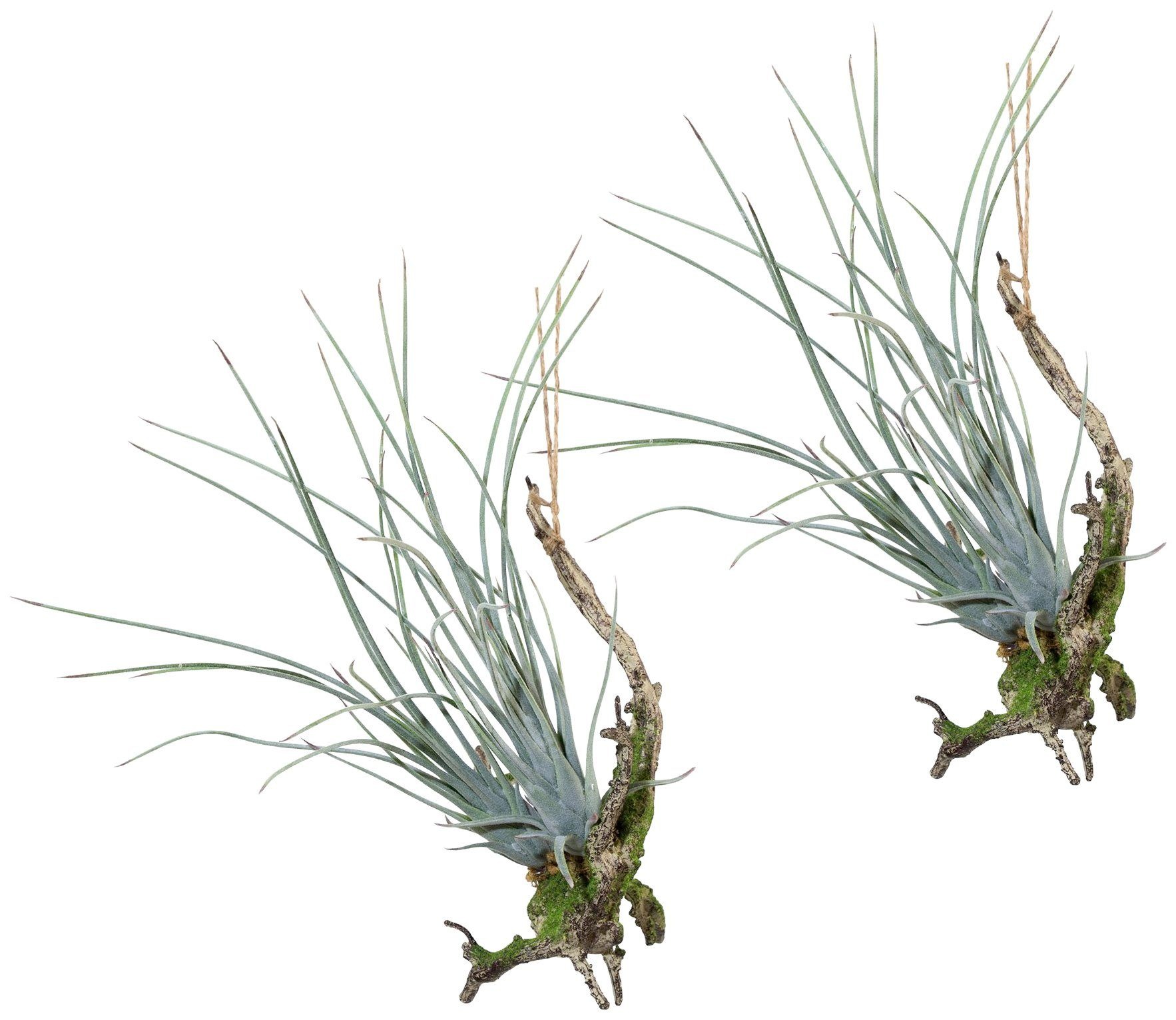 Creativ green Kunstpflanze »Hängeast mit Tillandsie«, (Set, 2 St.) kaufen