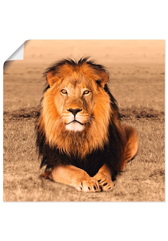 Artland Wandbild »Löwe«, Wildtiere, (1 St.), in vielen Größen & Produktarten - Alubild... kaufen
