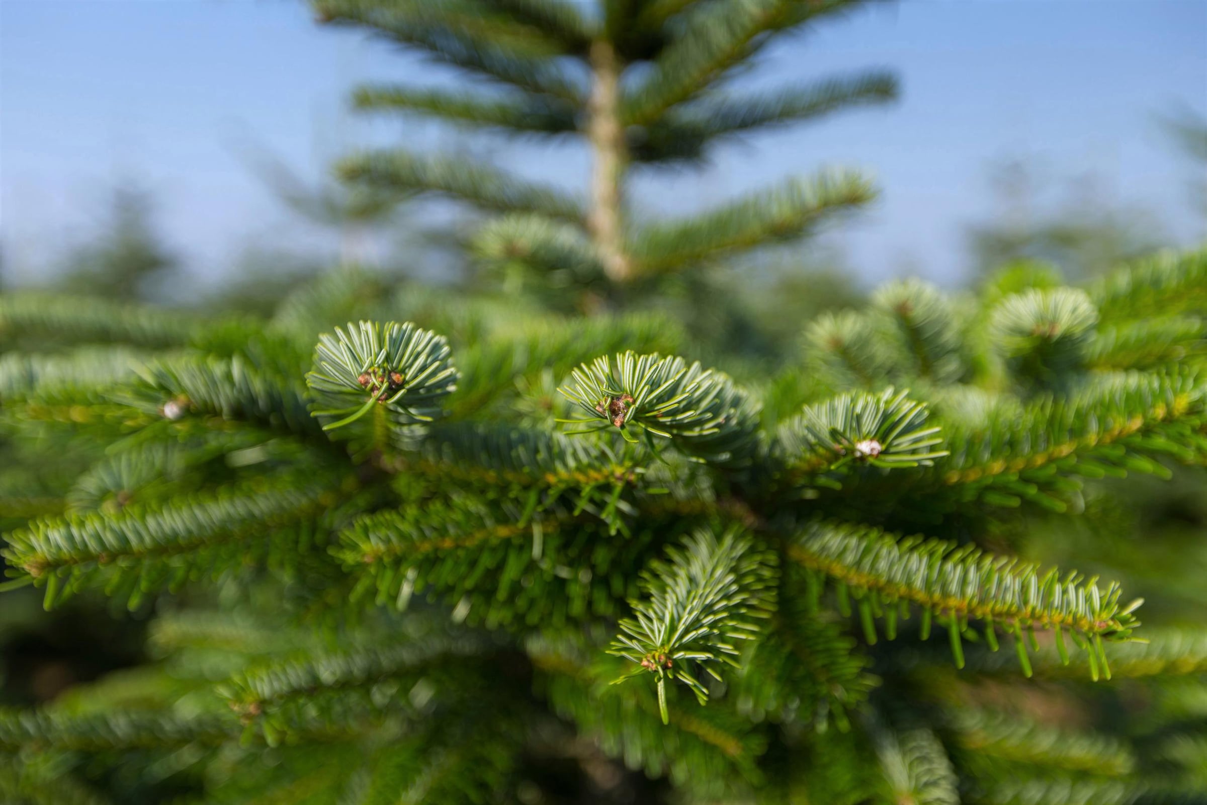 Weihnachtsbaumland Echter Weihnachtsbaum »Echte Premium-Nordmanntanne, Weihnachtsdeko aussen«, Nordmanntanne