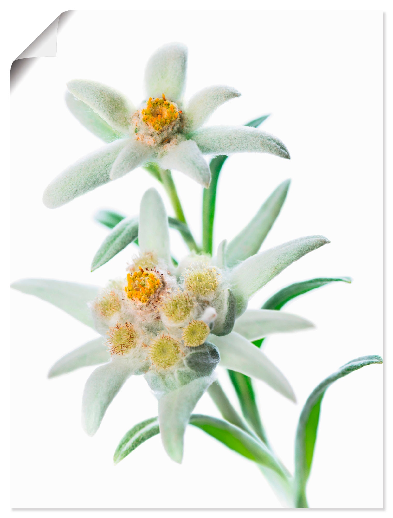 Artland Wandbild »Edelweiss«, Blumen, (1 St.), als Poster, Wandaufkleber in verschied. Größen