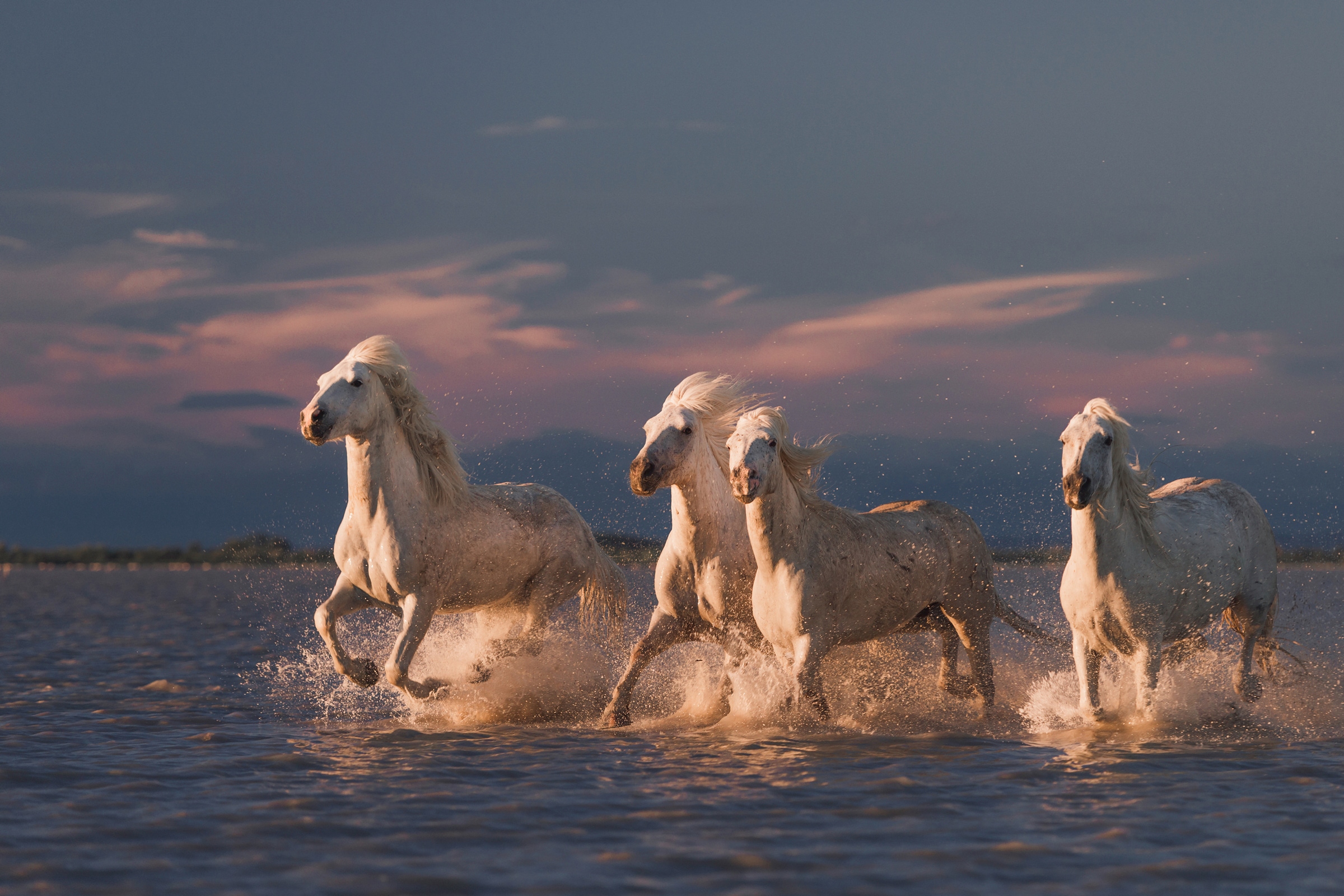 Fototapete »Photo-Art ROSTOVSKIY ANTON, ANGELS VON CAMARGUE«