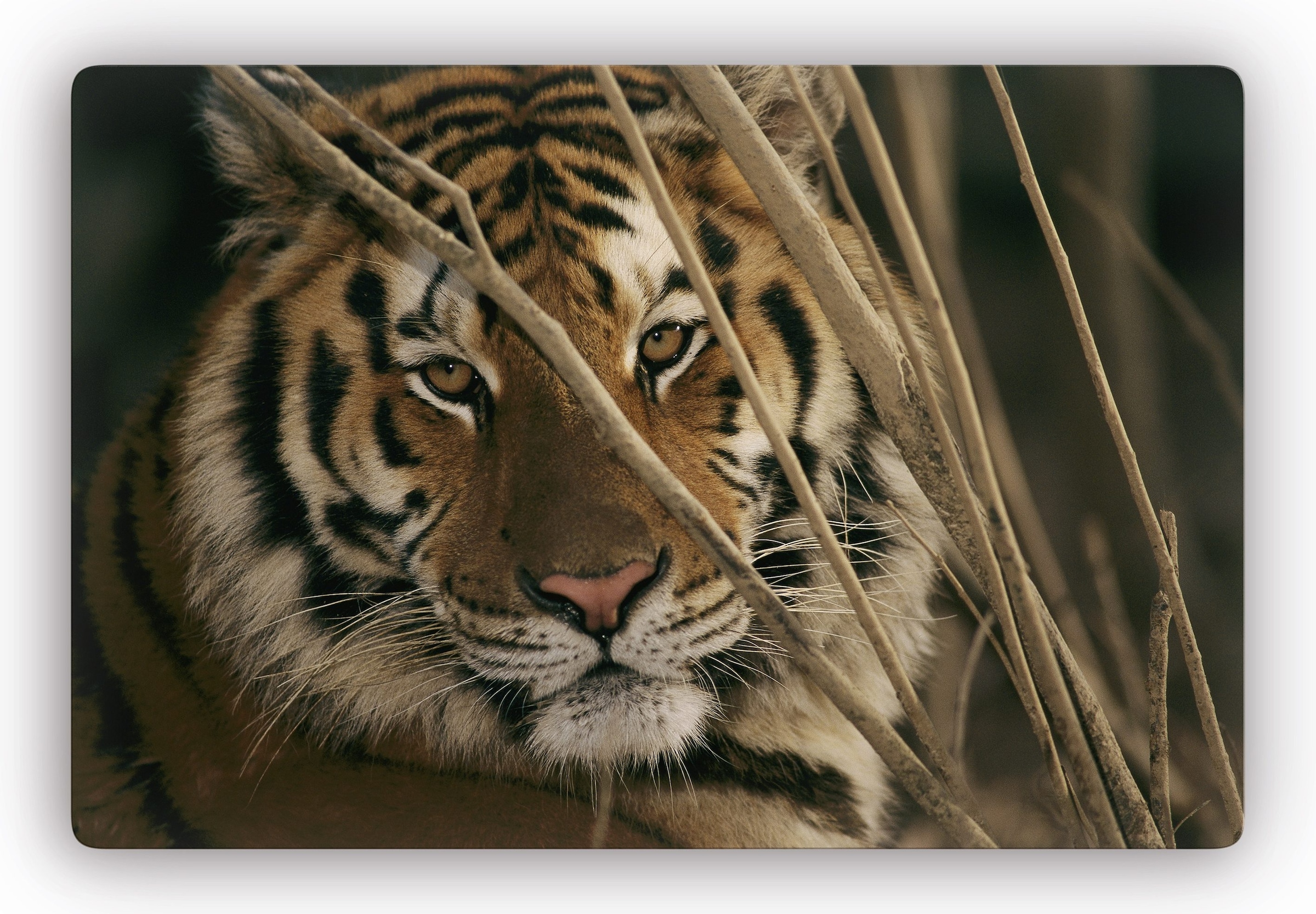 Wall-Art Glasbild 60/40 100/70 cm »Tiger«, kaufen auf cm Raten oder