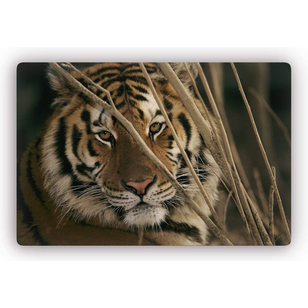 Wall-Art Glasbild »Tiger«