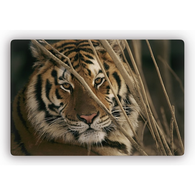 Wall-Art Glasbild »Tiger«, 60/40 cm oder 100/70 cm auf Raten kaufen