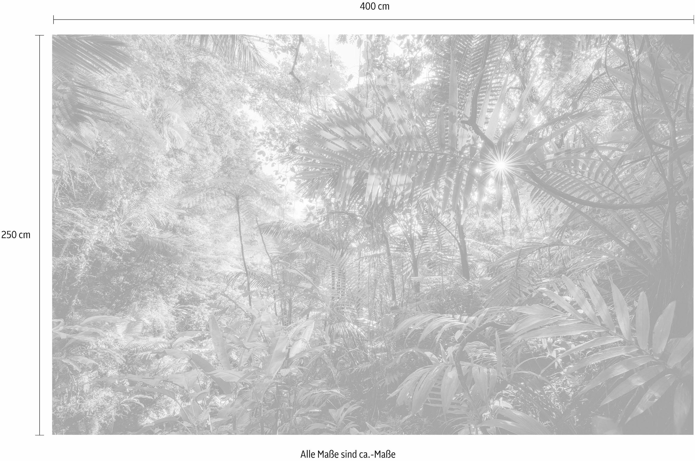 Komar Vliestapete »Digitaldruck Vlies - Into The Jungle - Größe 400 x 250 cm«, bedruckt, Wohnzimmer, Schlafzimmer