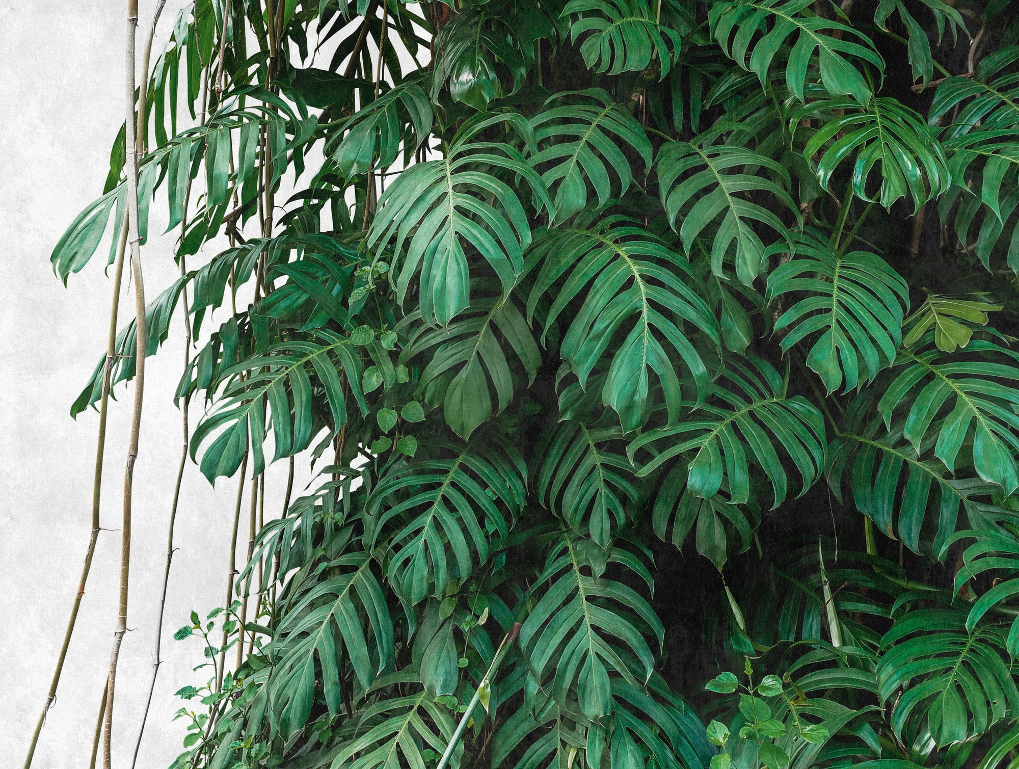 Fototapete »The Wall«, botanisch-natürlich-naturalistisch, Fototapete Palmen Tapete...