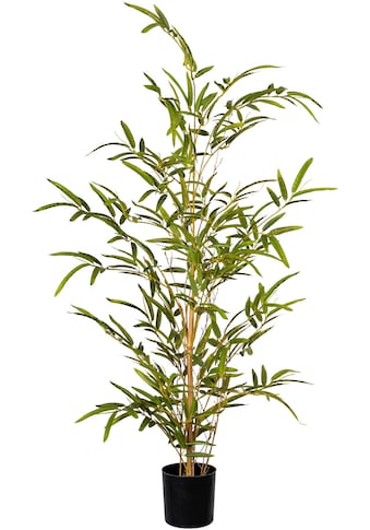 Creativ green Künstliche Zimmerpflanze »Bambus«, (1 St.) kaufen