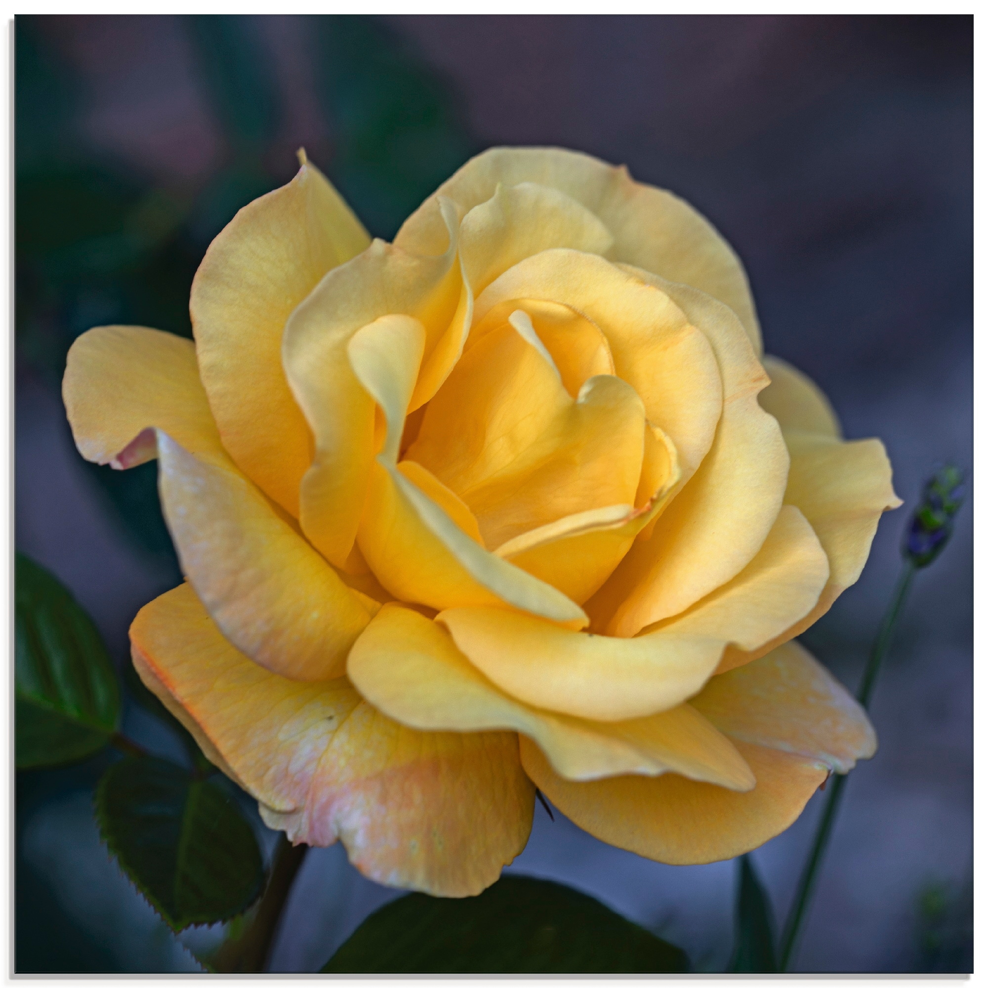 bestellen Blumen, Rose«, Artland (1 St.), Glasbild »Gelbe bequem in Größen verschiedenen