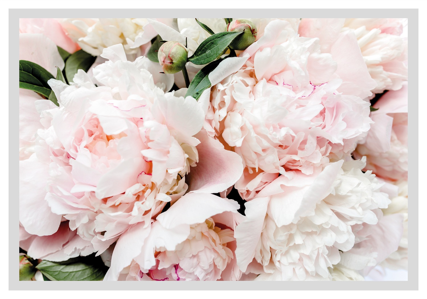 queence Bild »Lotta«, Blumen, gerahmt, Rosen