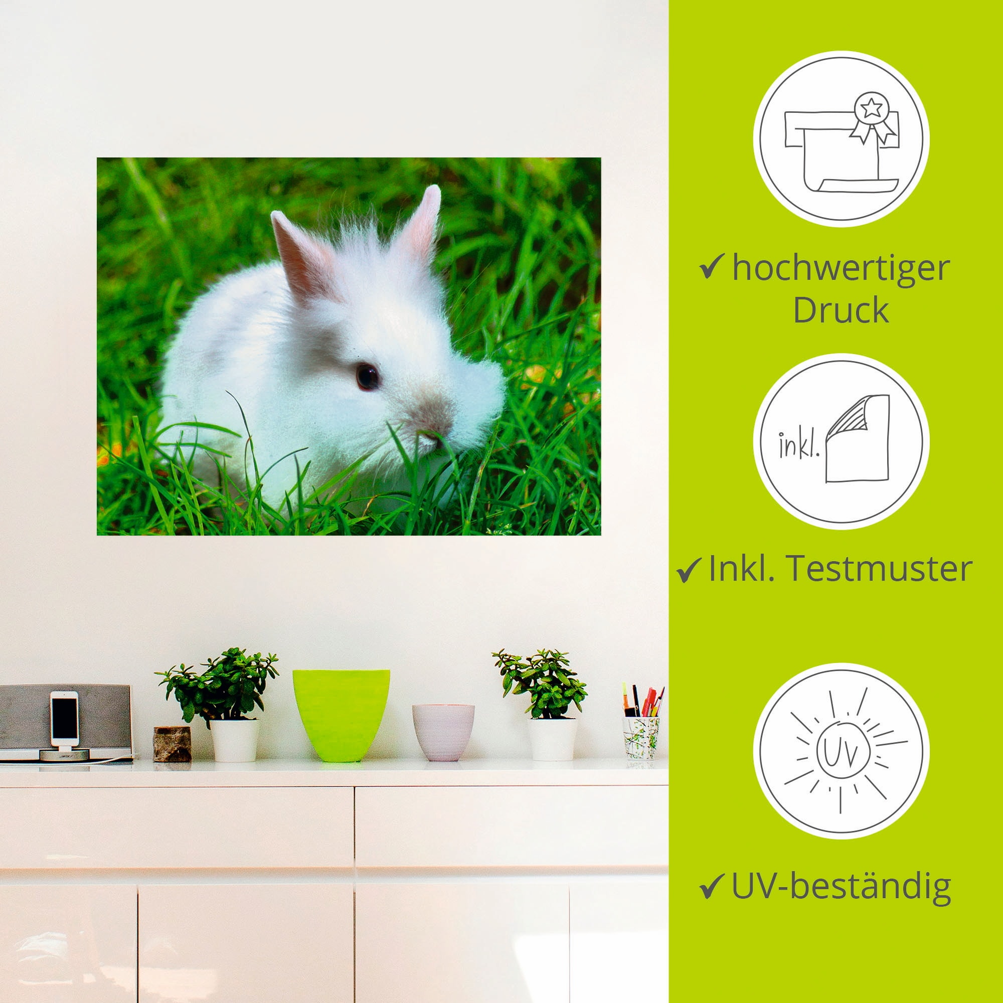Artland Wandbild »Weißes Zwergkaninchen Baby«, Wildtiere, (1 St.), als Poster, Wandaufkleber in verschied. Größen