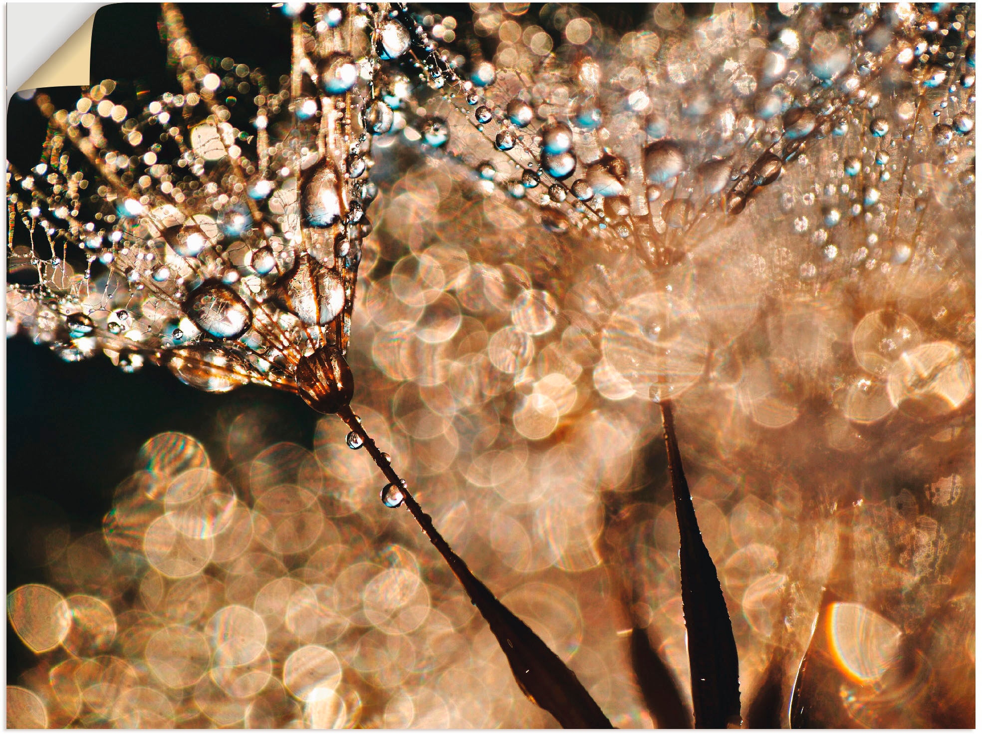Artland Wandbild »Pusteblume Poster oder Wandaufkleber Alubild, bequem in Goldschimmer«, Leinwandbild, (1 versch. St.), als Größen Blumen, bestellen