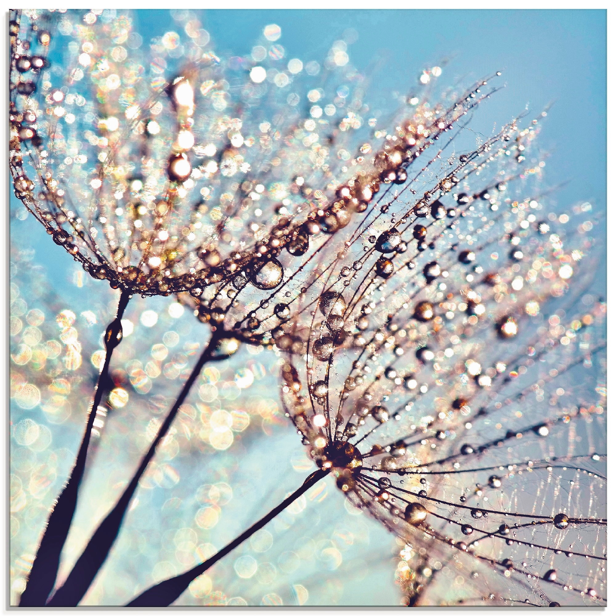 Artland Glasbild »Pusteblume Tröpfchenfänger«, Blumen, (1 St.), in verschiedenen Größen