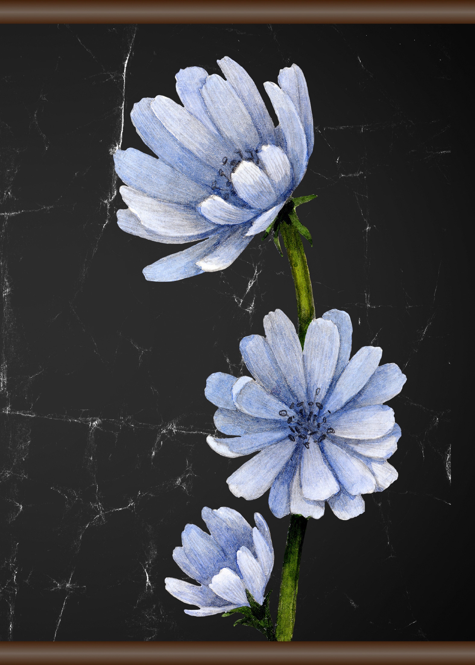 »Blaue Raten kaufen auf Blüte«, Leinwandbild cm 50x70 queence