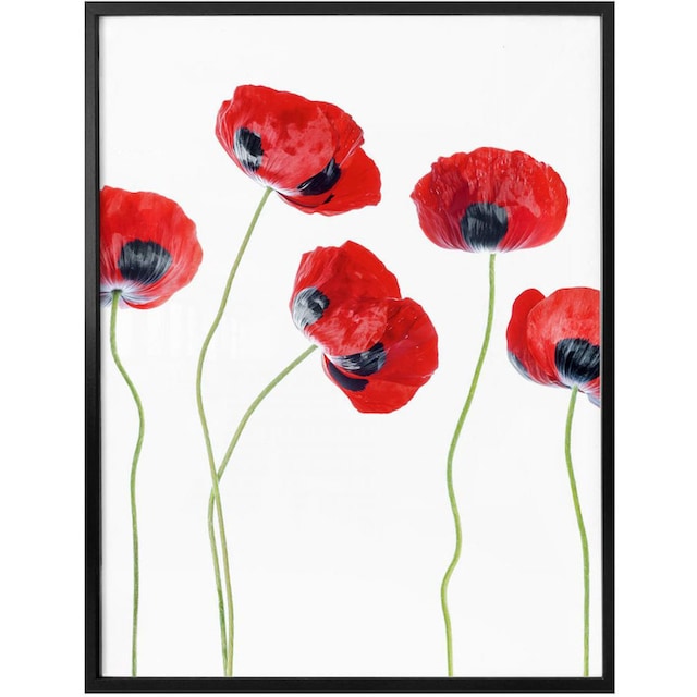 Wall-Art Poster »Mohnblumen«, Blumen, (1 St.) auf Raten kaufen