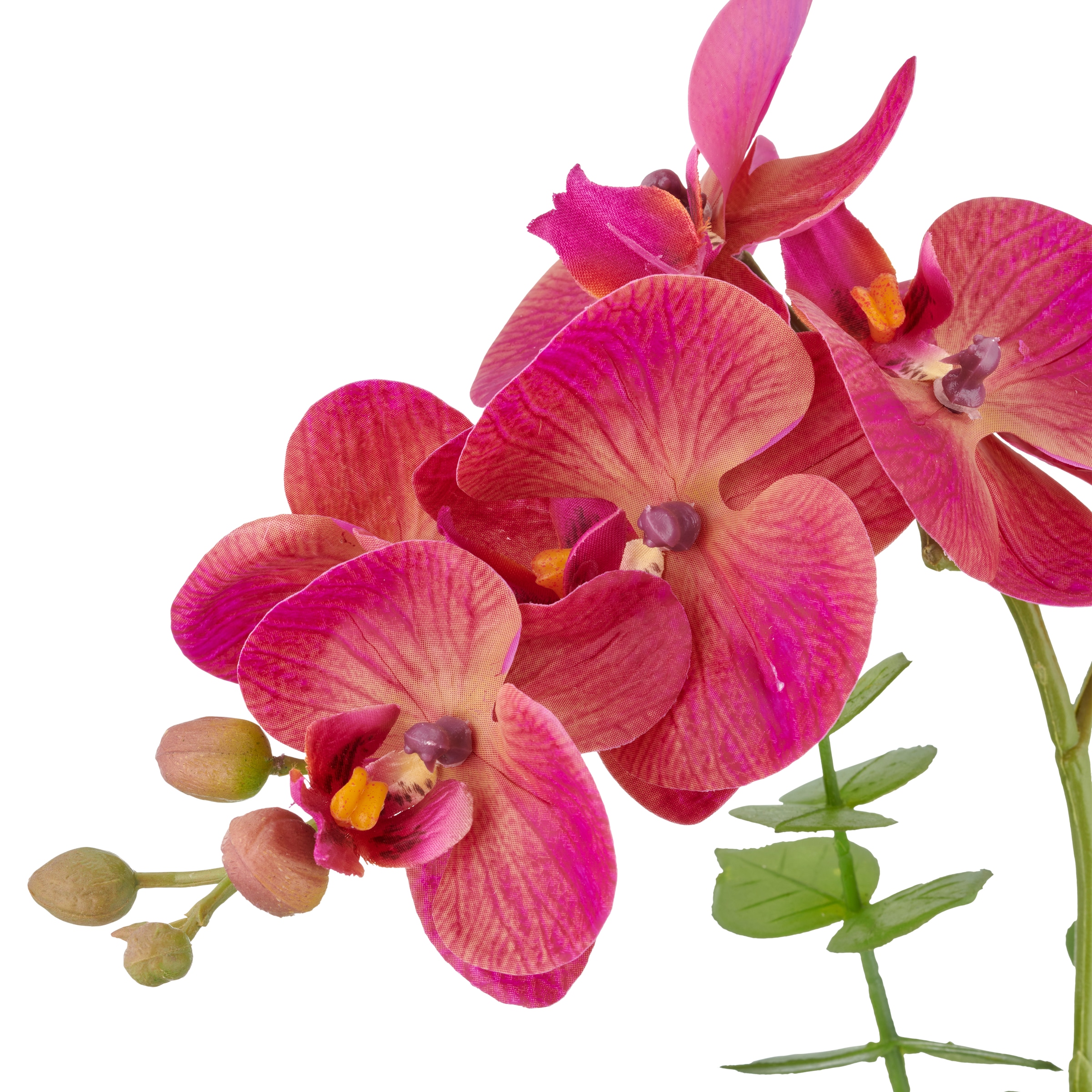 Creativ green Kunstorchidee »Orchidee Phalaenopsis« mit Eukalyptuszweigen