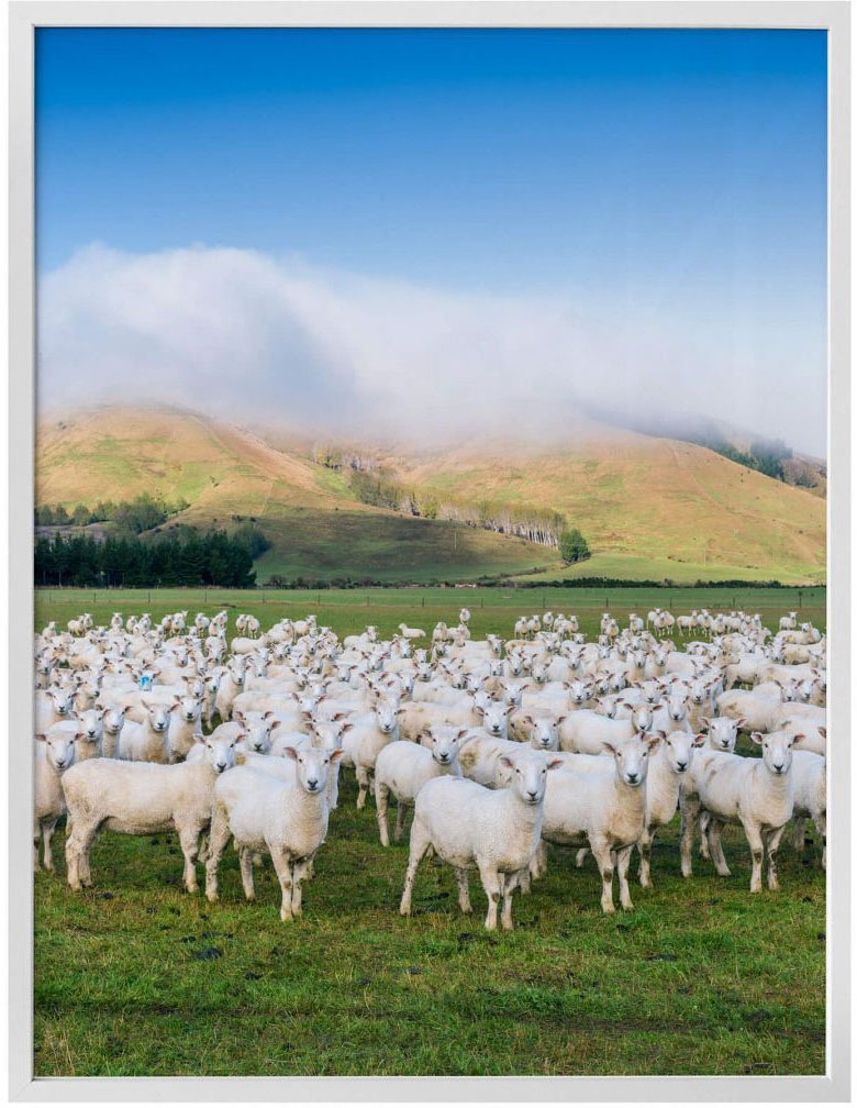 Wall-Art Poster »Schafherde Neuseeland«, Tiere, auf Wandbild, Wandposter St.), Rechnung Poster, bestellen Bild, (1