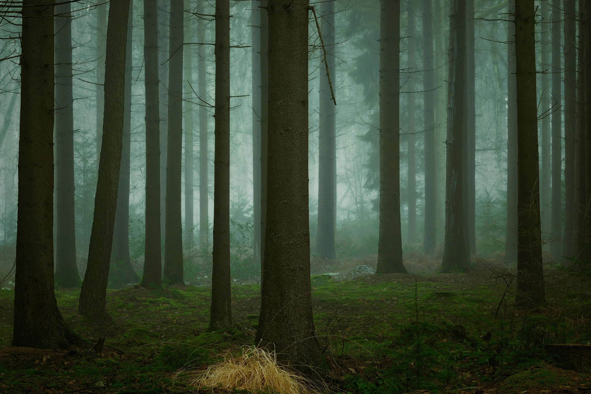 Fototapete »Photo-Art ELLEN BORGGREVE, DIE KALTEN, DUNKLEN TAGE DES WINTERS«