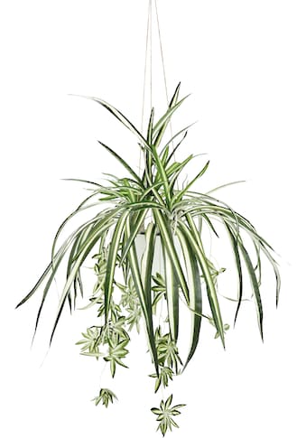 Kunstpflanze »Grünlilie«, Mit Hängeampe, künstliche Wasserlilie