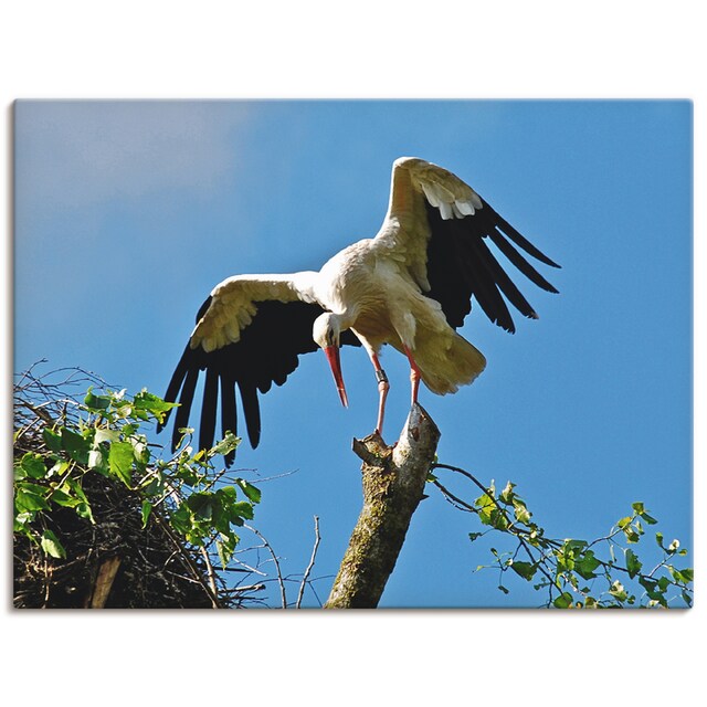 Artland Wandbild »Storch«, Vögel, (1 St.), als Leinwandbild, Wandaufkleber  oder Poster in versch. Größen auf Rechnung kaufen