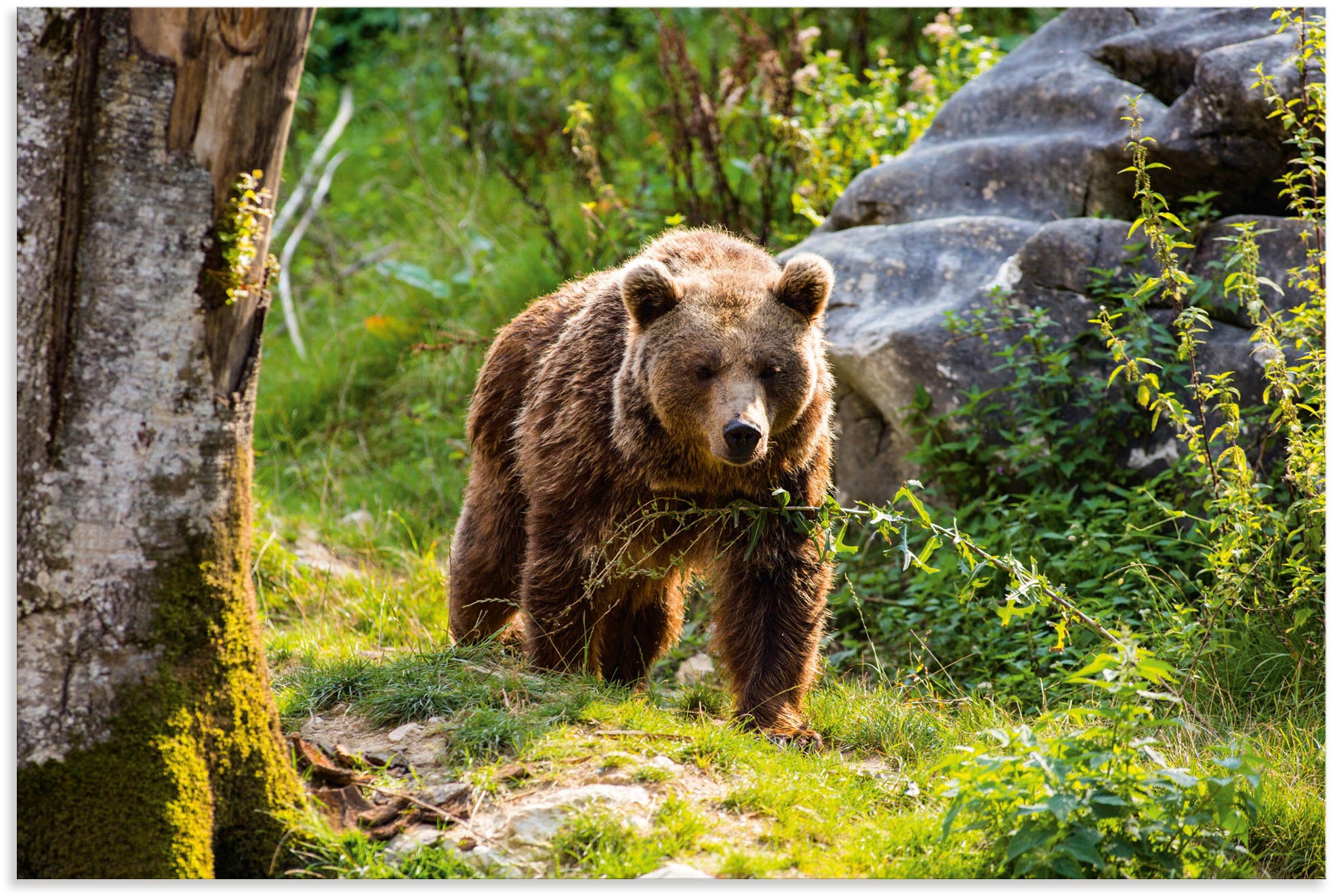 Artland Alu-Dibond-Druck »Braunbär auf Wanderung«, Bären, (1 St.), für Innen- und Außenbereich geeignet, Outdoorbild