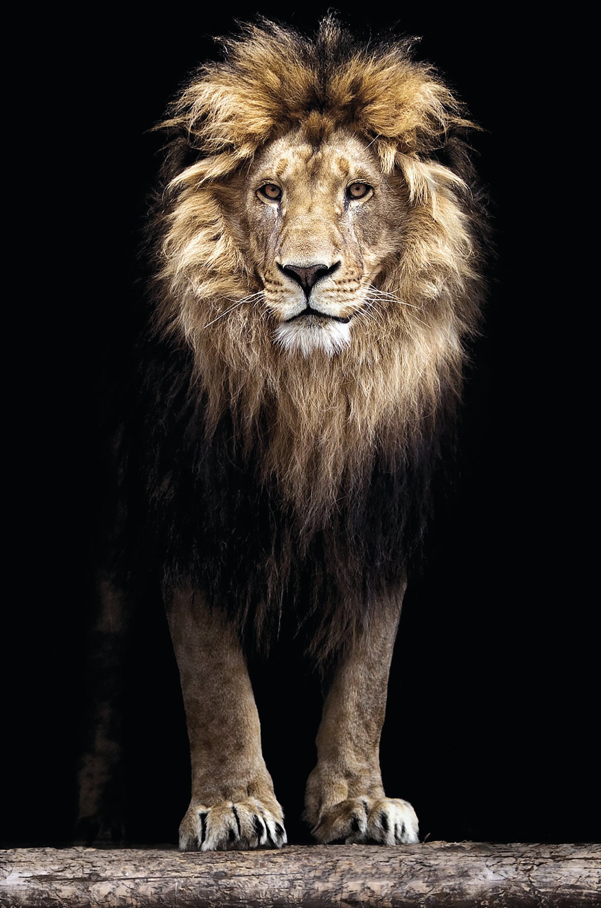 Rechnung auf »Löwe Leinwandbild König Dschungels«, des bestellen (1 St.) Bönninghoff